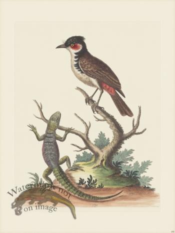 Edwards 190 Indian Lizard